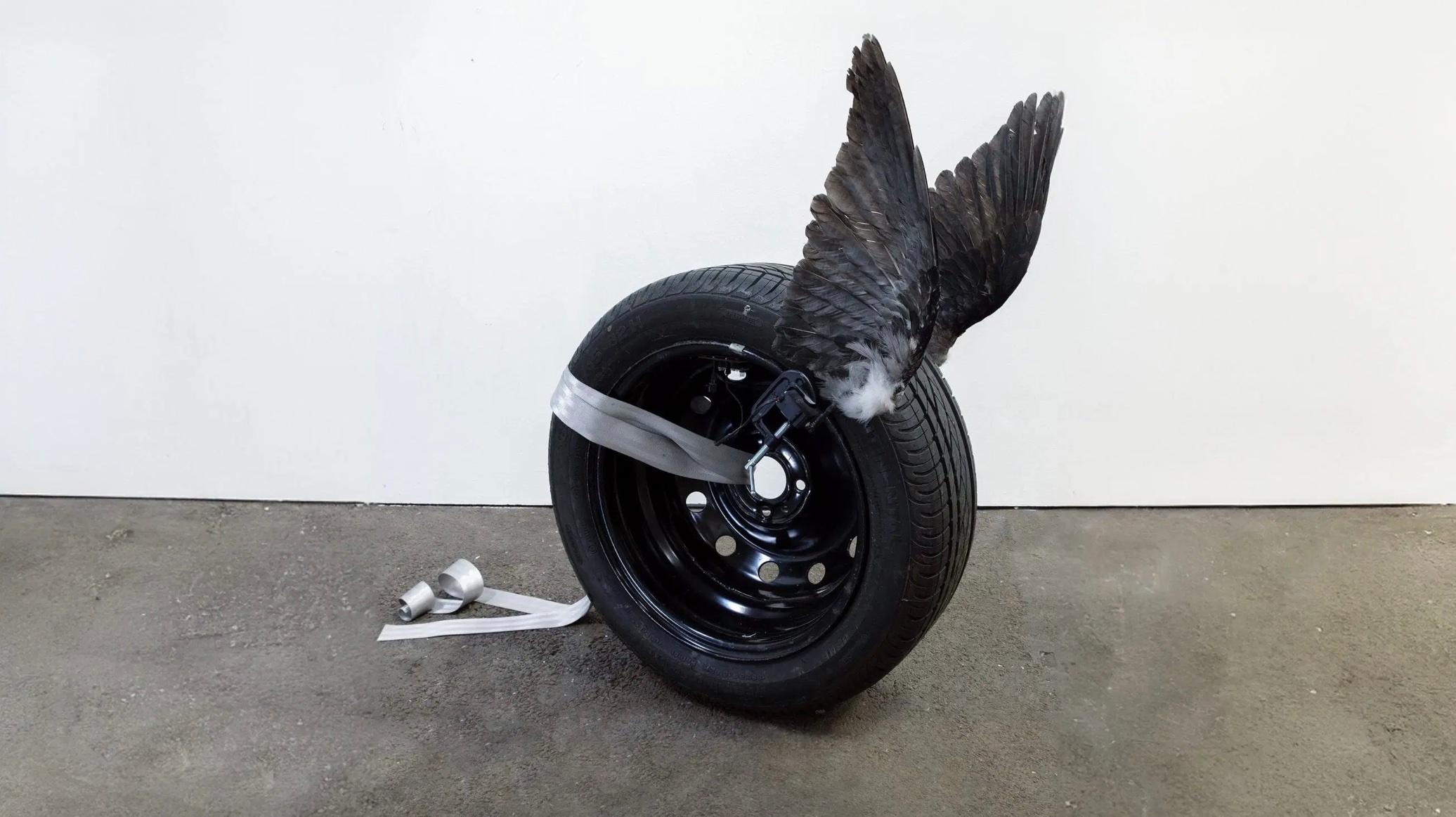 Hanna Antonsson, Auto wing IX, Taxidermy crow wings, car tire, seat belt, servo motors, arduino, metal clamps, 2023