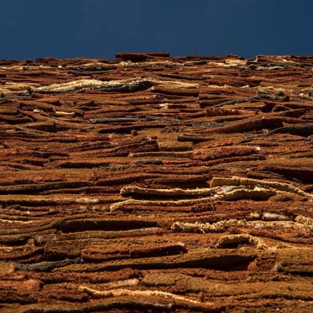 ISSUE 004 @Dr Zarah AlGhamdi