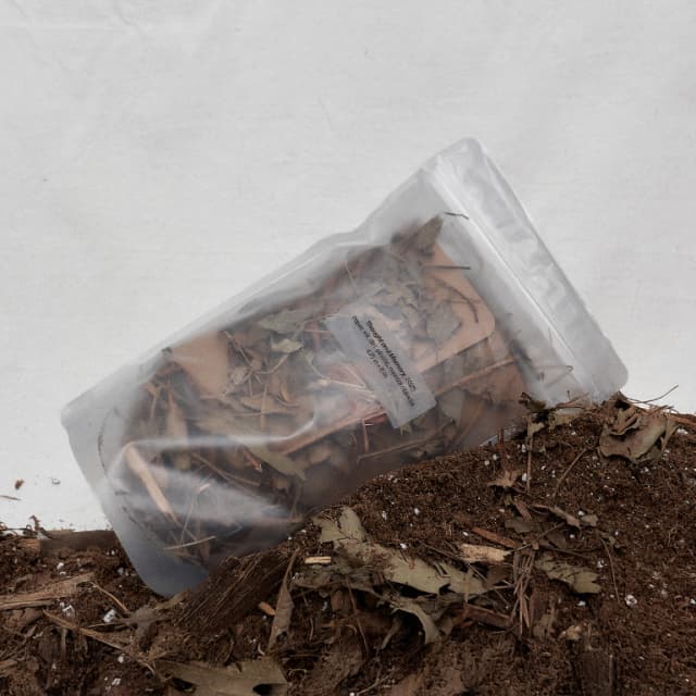 ISSUE 006 @serena_eom