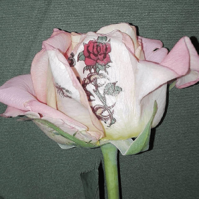 ISSUE 001 @lottavolkova